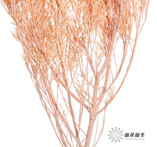 永生花材 | 银华叶橙色 商品图2
