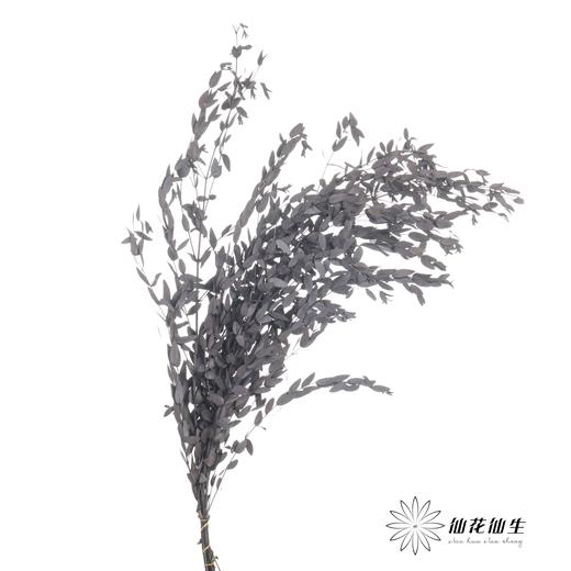 永生花材 | 细叶尤加利黑色 商品图1