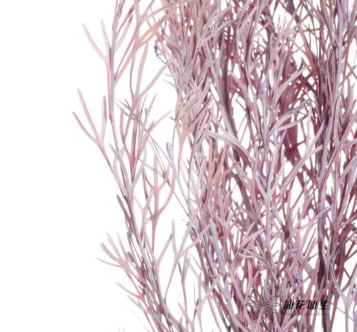 永生花材 | 银华叶香芋紫 商品图3