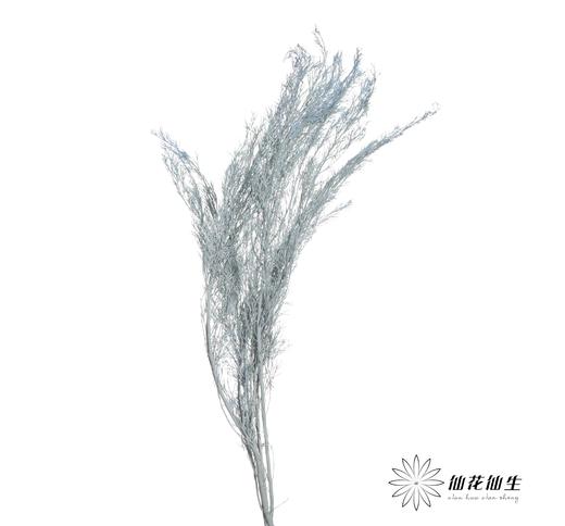 永生花材 | 银华叶蓝色 商品图1