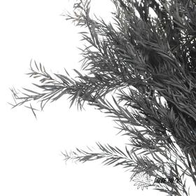 永生花材 | 千层金蓝灰