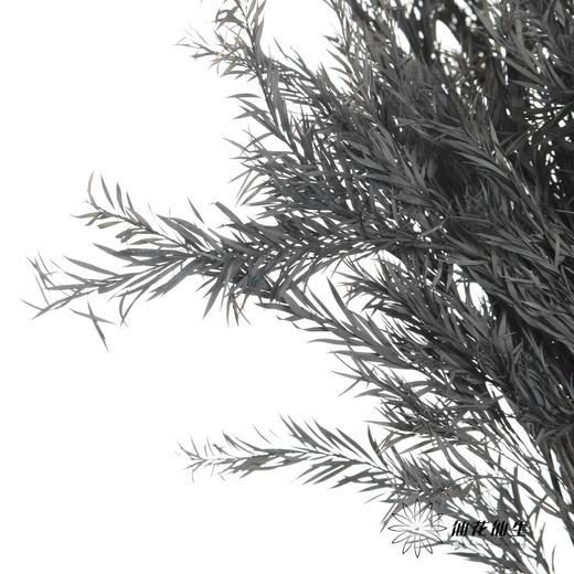 永生花材 | 千层金蓝灰 商品图0