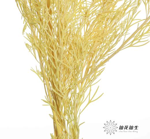 永生花材 | 银华叶黄色 商品图2