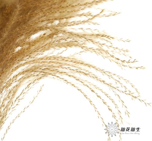 永生花材 | 金丝草咖色 商品图4