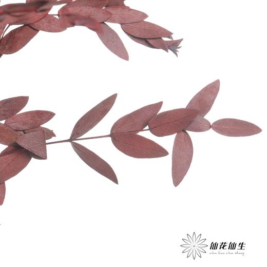 永生花材 | 细叶尤加利红色 商品图0