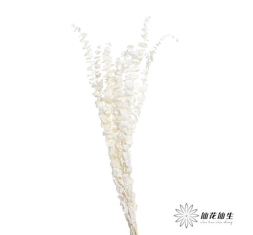 永生花材 | 尤加利白色 商品图2
