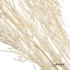 永生花材 | 燕麦白 商品缩略图4