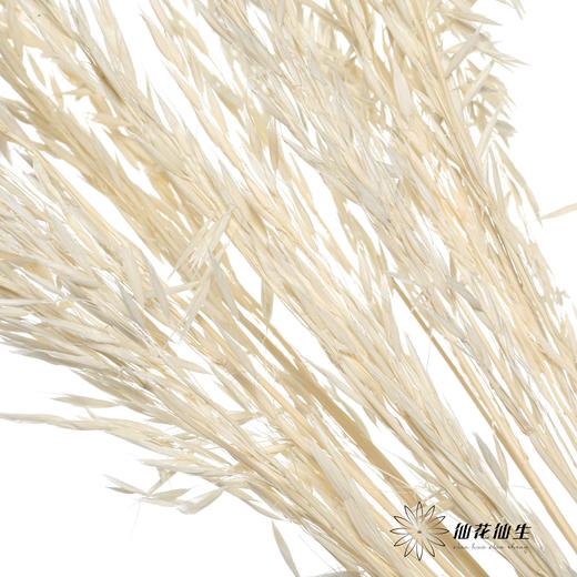 永生花材 | 燕麦白 商品图4