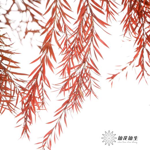 永生花材 | 千层金橙红 商品图2