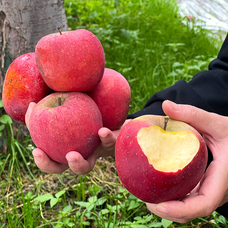 『大凉山丑苹果』半野生种植，带果锈、外貌丑，香脆可口，果香浓郁
