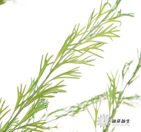 永生花材 | 银华叶翠绿