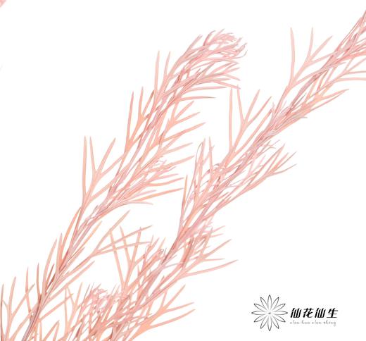 永生花材 | 银华叶粉色 商品图2