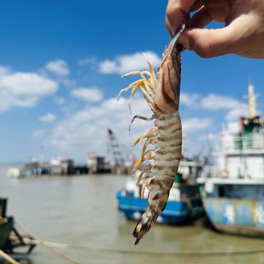 🦐舟山 · 野生 · 深海竹节虾 /滑皮虾/毛竹节红虾  /新鲜捕捞  活虾船冻  🈚️添加更安心 商品图4