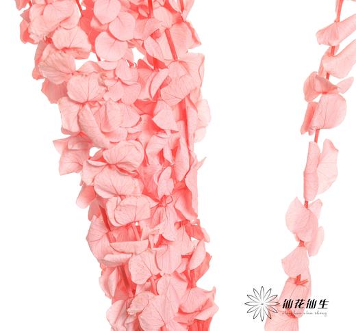 永生花材 | 尤加利粉色 商品图3