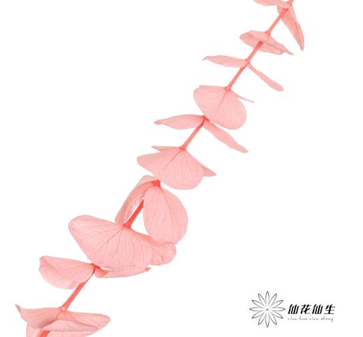 永生花材 | 尤加利粉色 商品图2