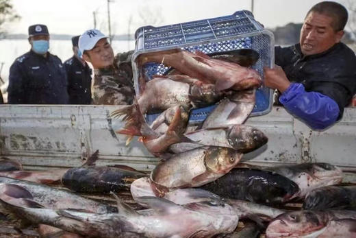 【顺丰包邮到家｜密云水库野生有机鱼，每日新鲜打捞 ，水库鱼全部来自首都水源地，肉质鲜嫩、营养丰富、纯野生无土腥味、无污染而闻名。 商品图1