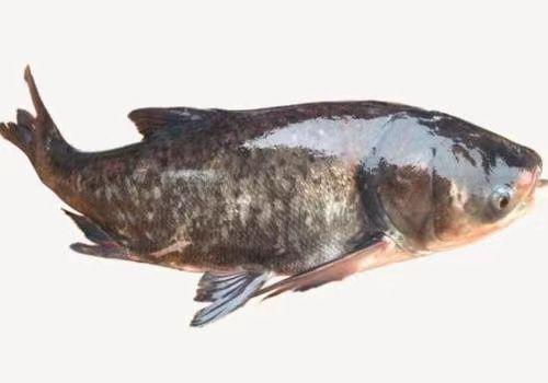 【顺丰包邮到家｜密云水库野生有机鱼，每日新鲜打捞 ，水库鱼全部来自首都水源地，肉质鲜嫩、营养丰富、纯野生无土腥味、无污染而闻名。 商品图6