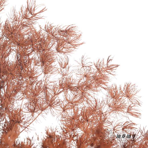 永生花材 | 蓬莱松咖色 商品图0