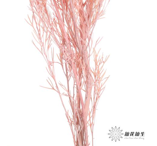 永生花材 | 银华叶粉色 商品图3