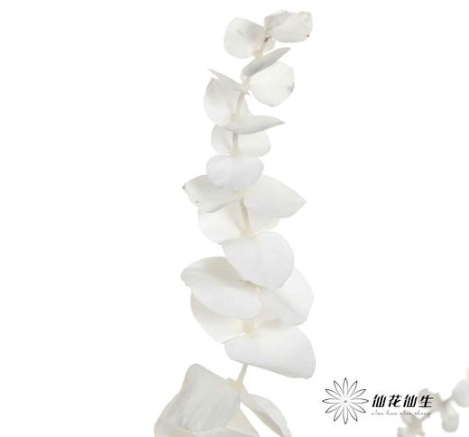 永生花材 | 尤加利白色 商品图4