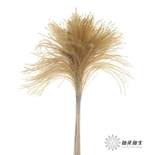 永生花材 | 金丝草咖色 商品图3