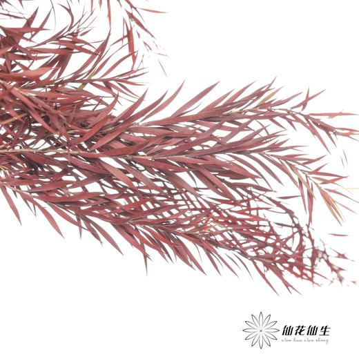 永生花材 | 千层金酒红 商品图0