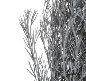 永生花材 | 银华叶蓝灰