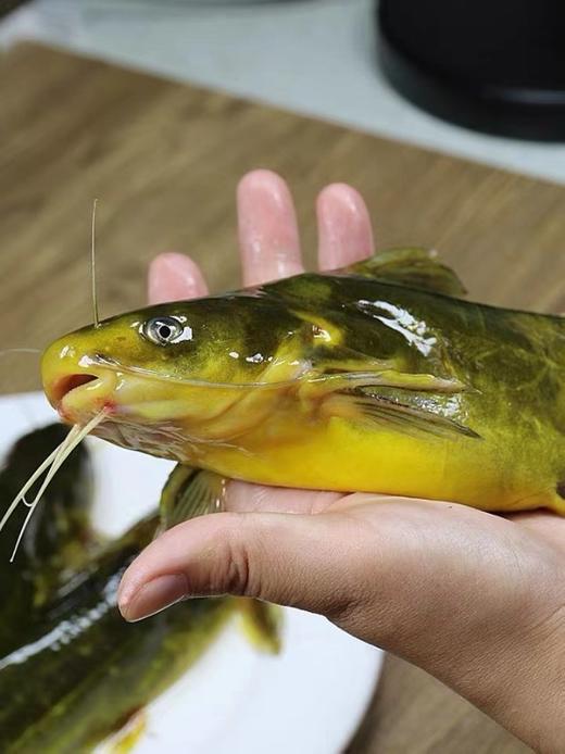 【顺丰包邮到家｜密云水库野生有机鱼，每日新鲜打捞 ，水库鱼全部来自首都水源地，肉质鲜嫩、营养丰富、纯野生无土腥味、无污染而闻名。 商品图4