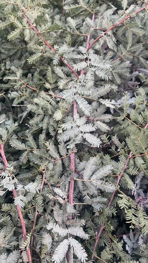 叶材 | 橄榄叶 商品图0