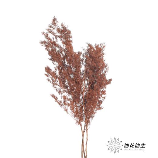 永生花材 | 蓬莱松咖色 商品图1