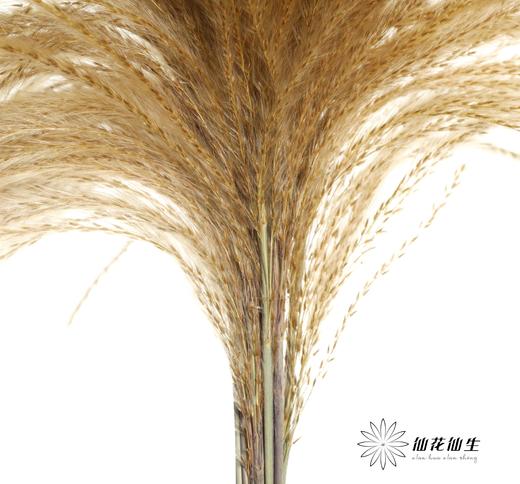 永生花材 | 金丝草咖色 商品图1