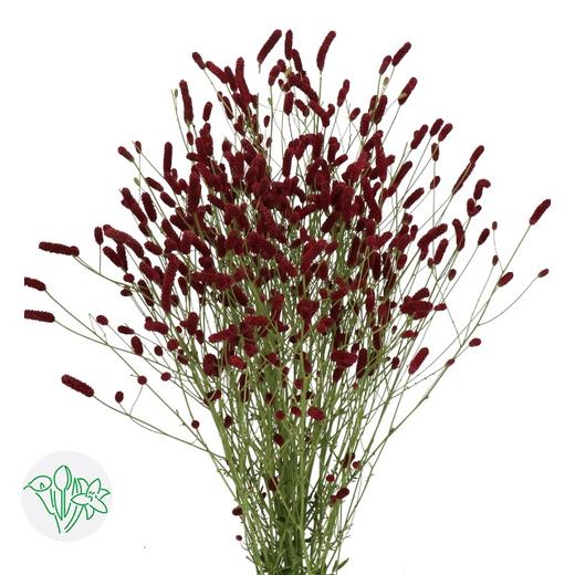 荷兰花材 | 地榆 红 Rising Star 商品图0