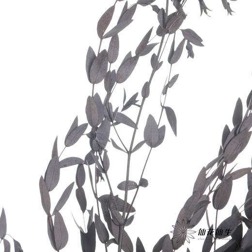 永生花材 | 细叶尤加利黑色 商品图3