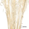 永生花材 | 燕麦白 商品缩略图3