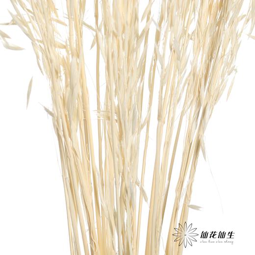 永生花材 | 燕麦白 商品图3