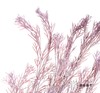 永生花材 | 银华叶香芋紫 商品缩略图0