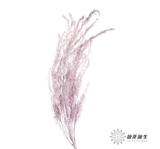 永生花材 | 银华叶香芋紫 商品图1