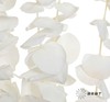 永生花材 | 尤加利白色 商品缩略图3