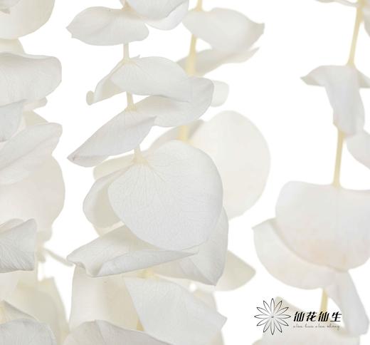 永生花材 | 尤加利白色 商品图3