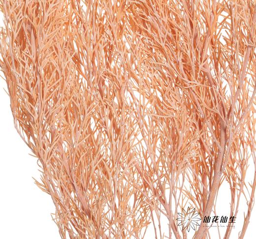 永生花材 | 银华叶橙色 商品图3