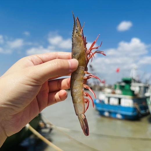 🦐舟山 · 野生 · 深海竹节虾 /滑皮虾/毛竹节红虾  /新鲜捕捞  活虾船冻  🈚️添加更安心 商品图6