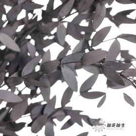 永生花材 | 细叶尤加利黑色