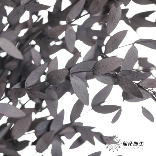 永生花材 | 细叶尤加利黑色 商品图0