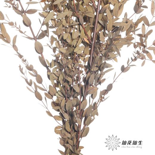 永生花材 | 细叶尤加利原色 商品图3