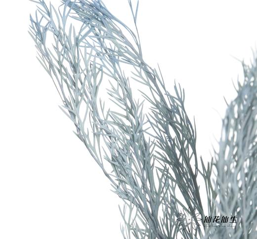 永生花材 | 银华叶蓝色 商品图3