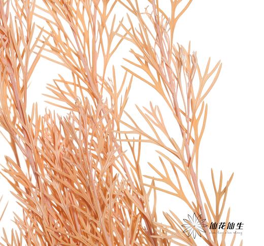 永生花材 | 银华叶橙色 商品图0