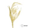 永生花材 | 银华叶黄色 商品缩略图1
