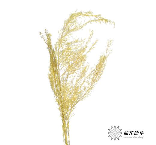 永生花材 | 银华叶黄色 商品图1