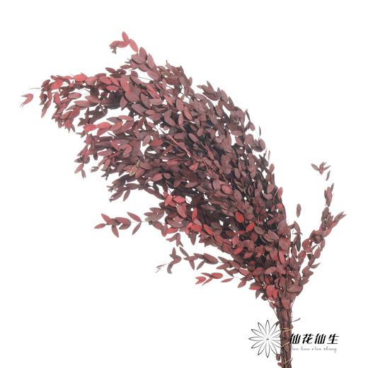 永生花材 | 细叶尤加利红色 商品图1