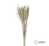 永生花材 | 燕麦原色 商品缩略图1